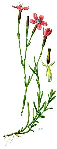 Illustration Dianthus deltoides clean-reconstucted no description