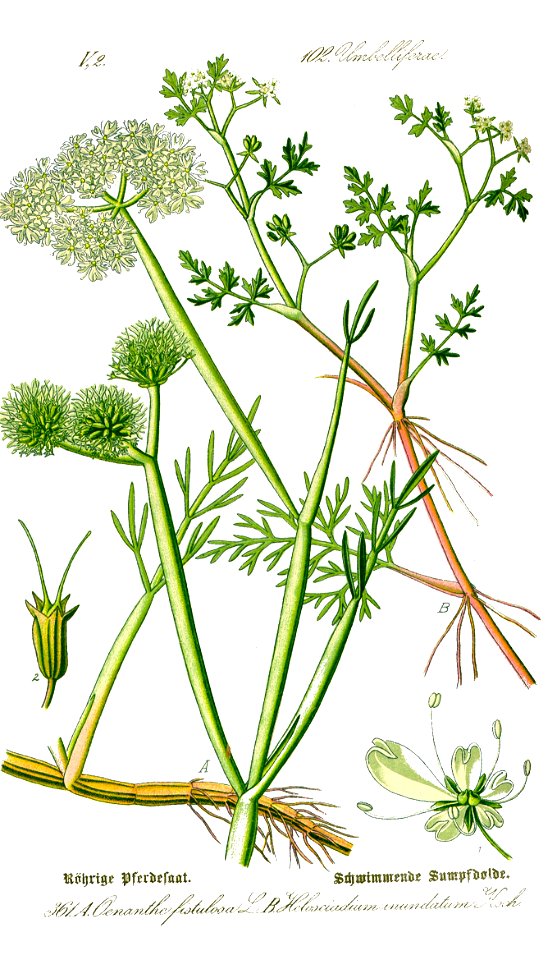 Illustration Oenanthe fistulosa0 clean