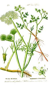 Illustration Oenanthe fistulosa0 clean