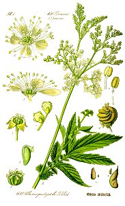 Illustration Filipendula ulmaria0 clean