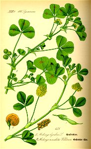 Illustration Medicago arabica0