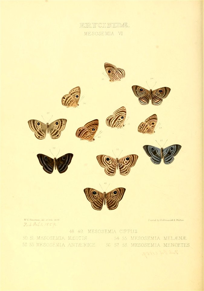Illustrations of new species of exotic butterflies Mesosemia VI