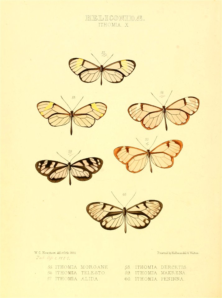 Illustrations of new species of exotic butterflies Ithomia X
