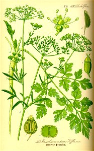 Illustration Petroselinum crispum0