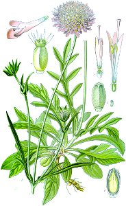 Illustration Knautia arvensis0 cleaned no-description
