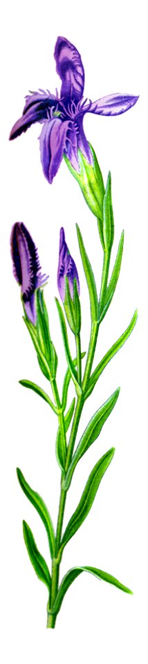 Illustration Gentianella ciliata