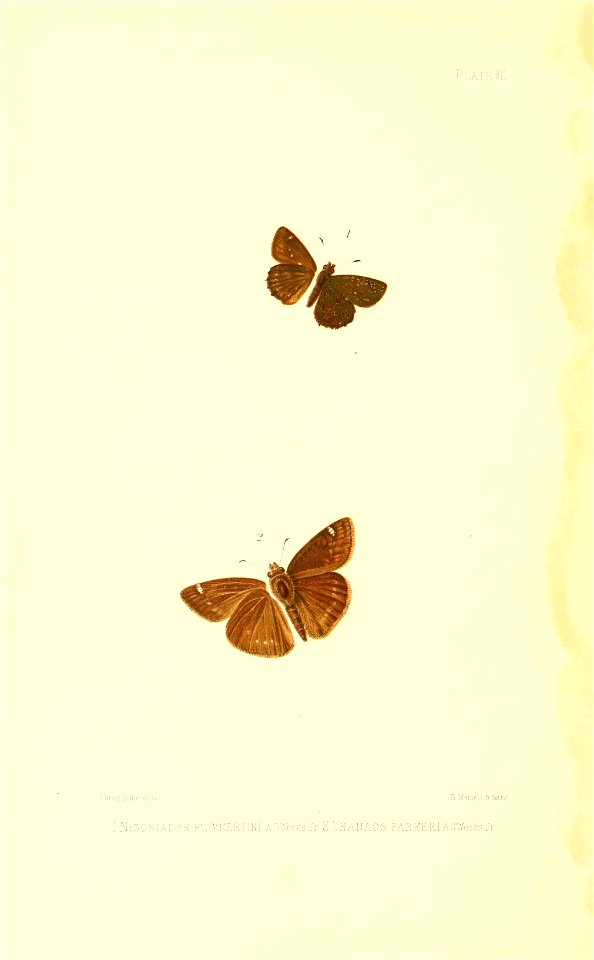 Illustrations of Diurnal Lepidoptera (Weeks) v. II, pl. 12