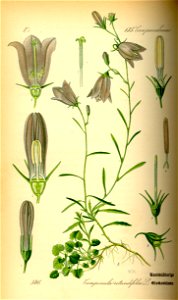 Illustration Campanula rotundifolia0