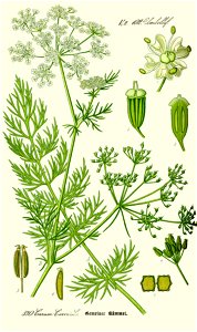 Illustration Carum carvi retuschiert
