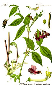 Illustration Lathyrus vernus0 - clean