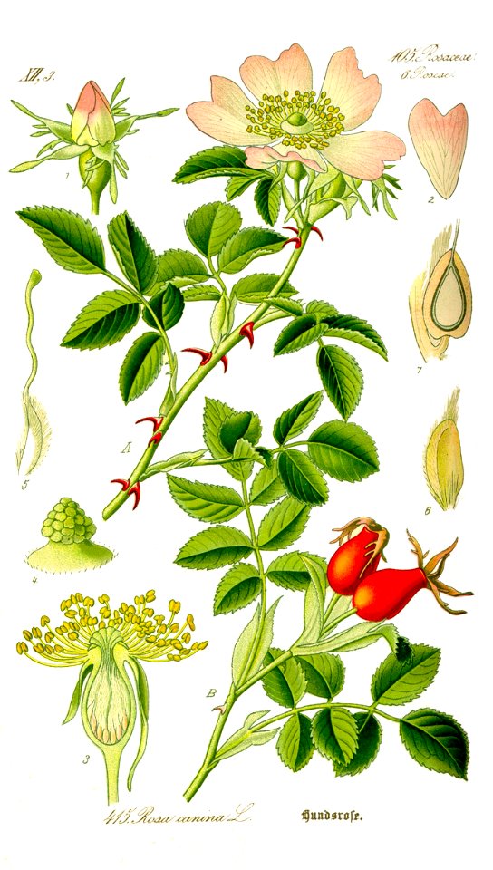 Illustration Rosa canina1