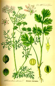 Illustration Coriandrum sativum0