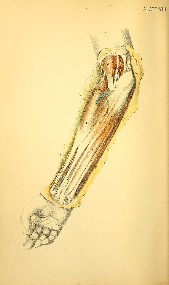 Illustrations of Dissections Plate 08 forearm