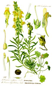 Illustration Linaria vulgaris0 clean
