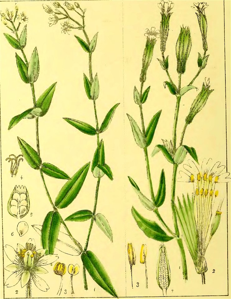 Illustrations of Indian Botany, Vol. 1 (page 136 crop)