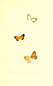 Illustrations of Diurnal Lepidoptera (Weeks) v. II, pl. 8