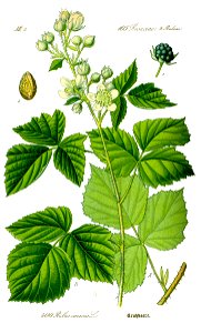 Illustration Rubus caesius0 clean
