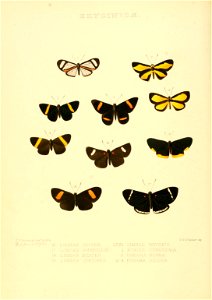 Illustrations of new species of exotic butterflies Limnas, Xynias & Panara