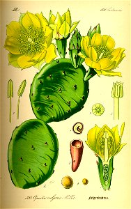 Illustration Opuntia vulgaris0