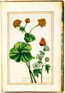 Illustrations de Le Jardin du très chrestien Henry IV.f66