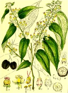 Illustrations of Indian Botany, Vol. 1 (page 175 crop)