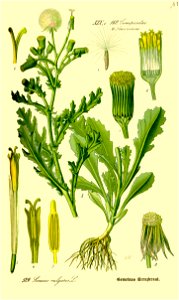 Illustration Senecio vulgaris0