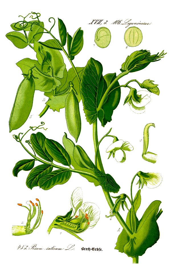 Illustration Pisum sativum0 clean