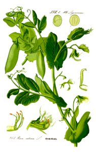 Illustration Pisum sativum0 clean