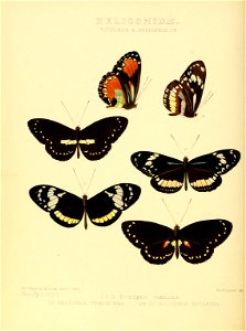 Illustrations of new species of exotic butterflies Tithorea & Heliconia VII