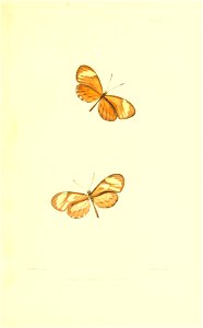 Illustrations of Diurnal Lepidoptera (Weeks) v. II, pl. 2 Ithomia hamlini