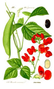 Illustration Phaseolus coccineus0 clean