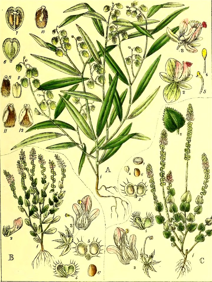 Illustrations of Indian Botany, Vol. 1 (page 123 crop)