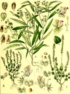 Illustrations of Indian Botany, Vol. 1 (page 123 crop)