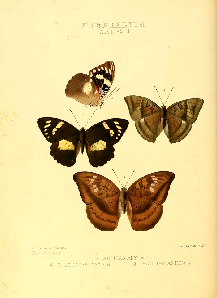 Illustrations of new species of exotic butterflies Adolias II