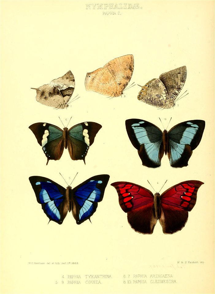 Illustrations of new species of exotic butterflies Paphia II - Free ...