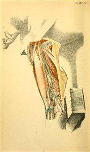Illustrations of Dissections Plate 04 upper arm and axilla