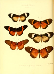 Illustrations of new species of exotic butterflies Acræa V