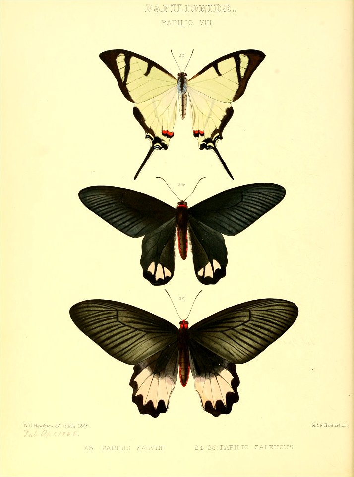 Illustrations of new species of exotic butterflies Papilio VIII
