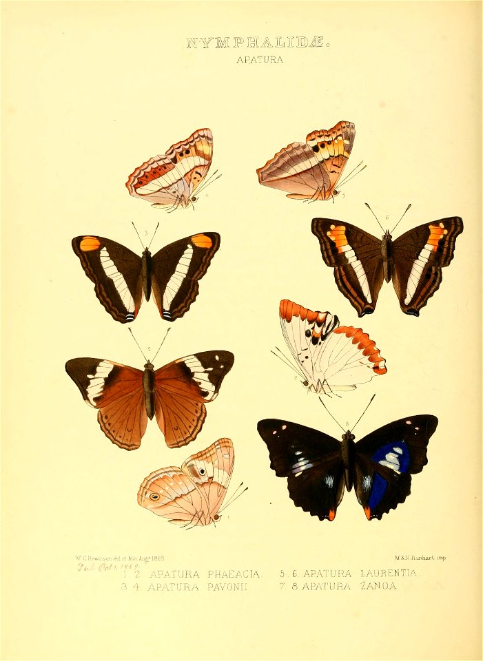 Illustrations of new species of exotic butterflies Apatura - Free Stock ...