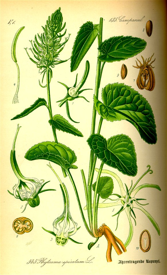 Illustration Phyteuma spicatum0