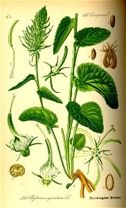 Illustration Phyteuma spicatum0