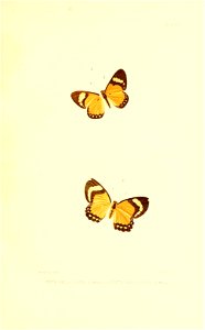 Illustrations of Diurnal Lepidoptera (Weeks) v. II, pl. 5 Methonella carveri