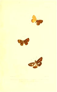 Illustrations of Diurnal Lepidoptera (Weeks) v. II, pl. 4