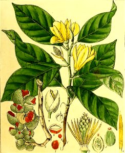 Illustrations of Indian Botany, Vol. 1 (page 49 crop)