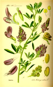 Illustration Medicago sativa0