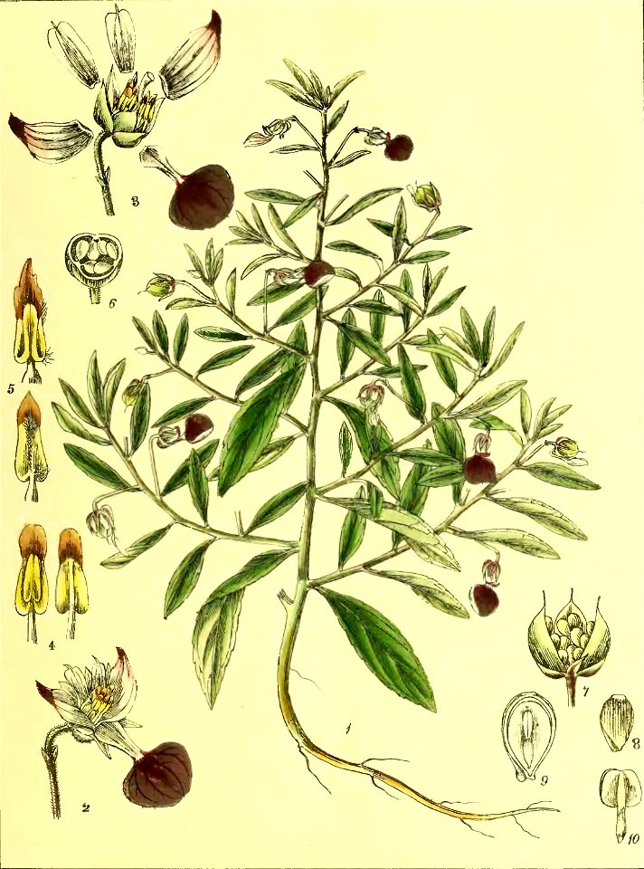 Illustrations of Indian Botany, Vol. 1 (page 109 crop)