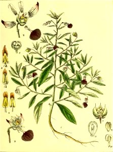 Illustrations of Indian Botany, Vol. 1 (page 109 crop)