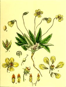Illustrations of Indian Botany, Vol. 1 (page 107 crop)