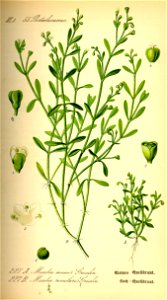 Illustration Montia fontana0
