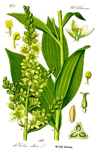 Illustration Veratrum album0 clean